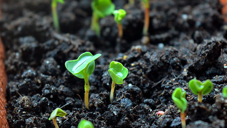 Image of several sprouts growing out of soil